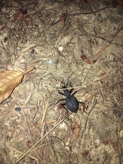 Scaphinotus angusticollis