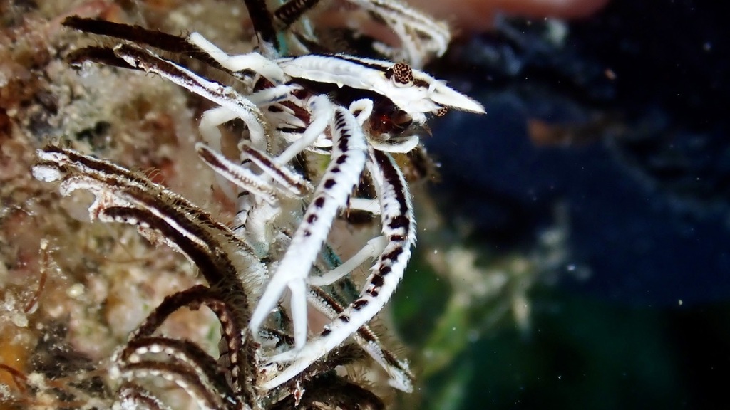 Baba's crinoid squat lobster