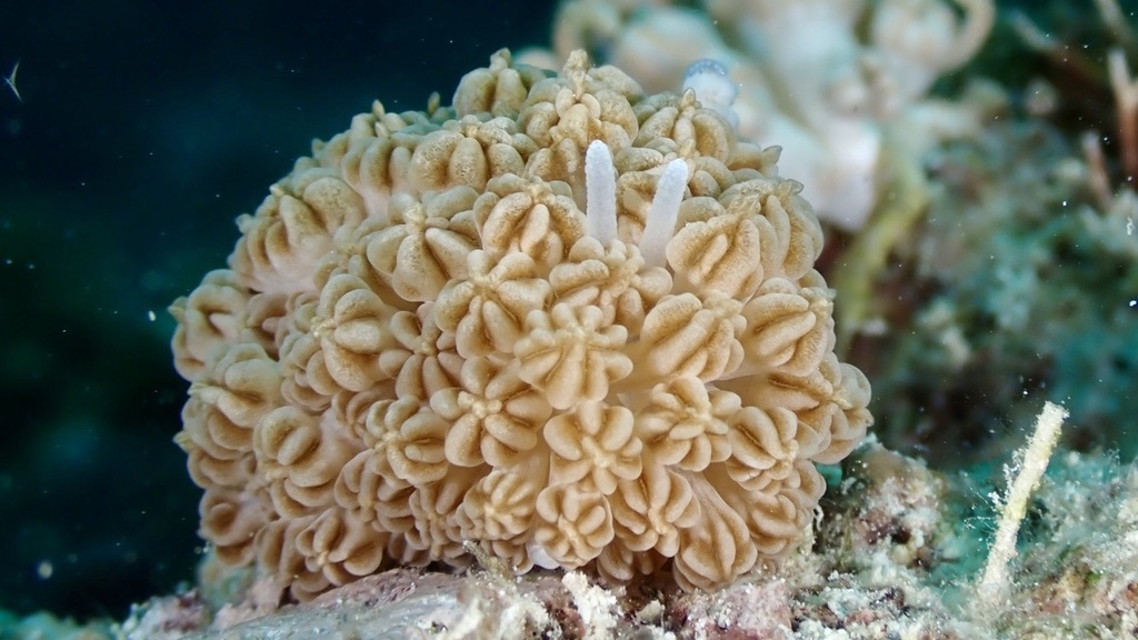Mimic Nudibranch