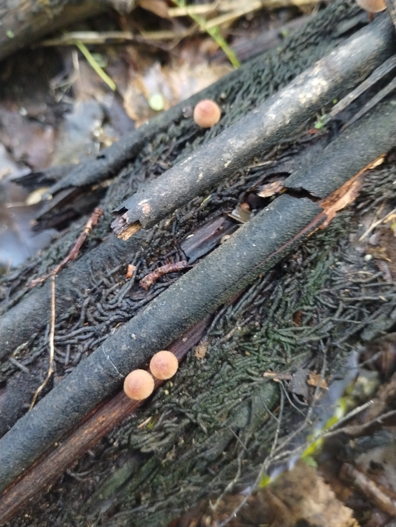 Mycena mariae · May 2025 · photo: © notdoriangray (iNaturalist, cc-by)