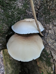 Cyclocybe parasitica