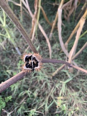 Datura stramonium
