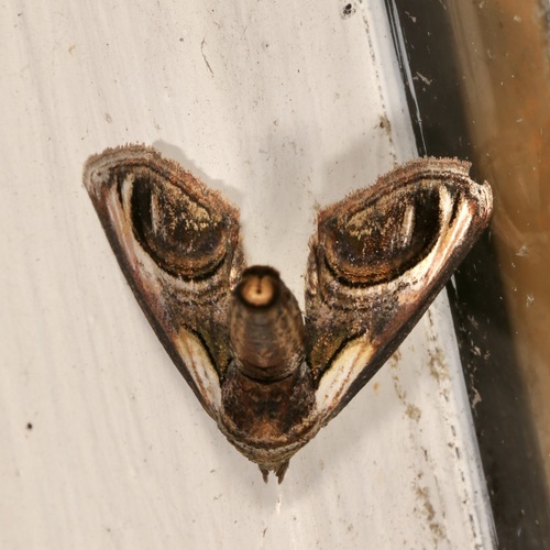 Eyed Paectes Moth photo 5