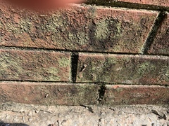 Penicillium digitatum