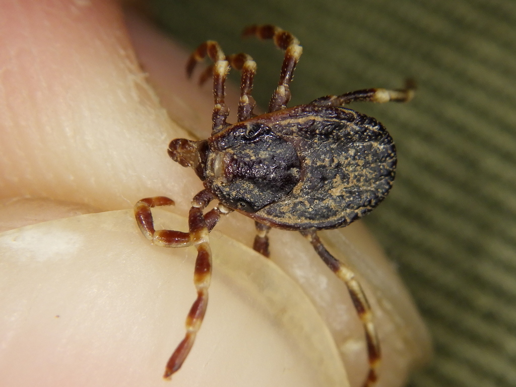 Mediterranean Hyalomma