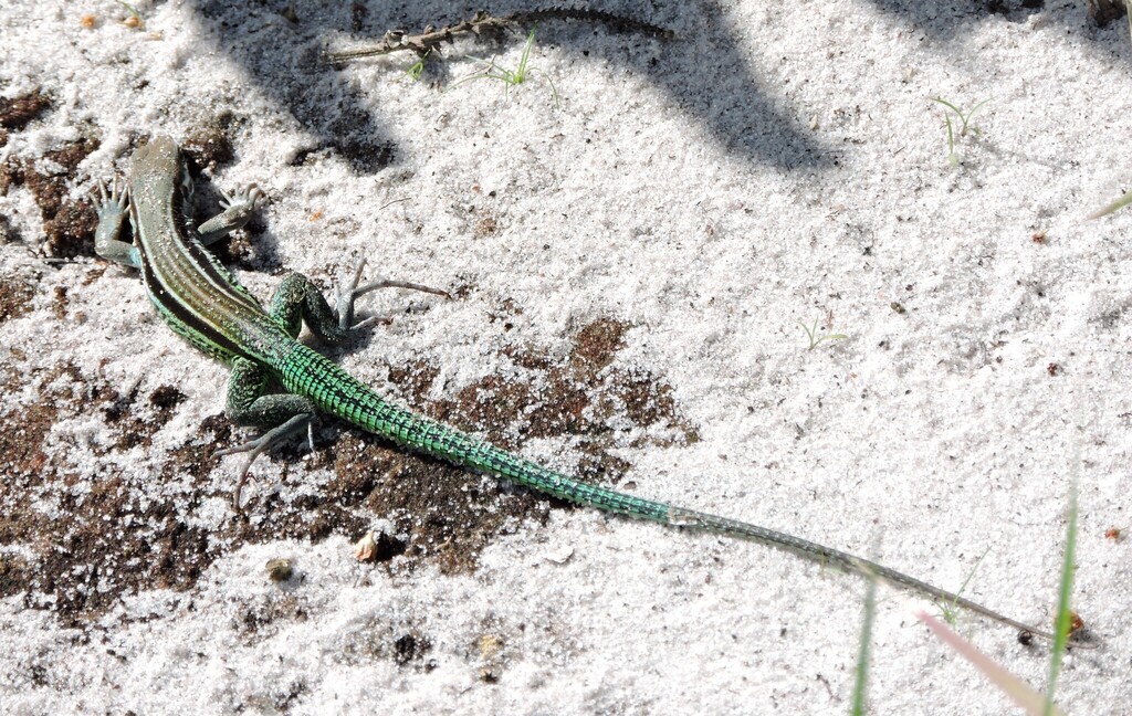 Bahian Sand Dune Lizard