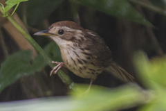 Pellorneum ruficeps
