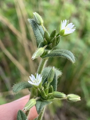 Cerastium fontanum