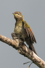 Picus chlorolophus