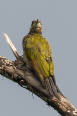Picus chlorolophus