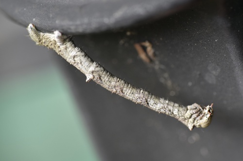Curved-toothed Geometer Moth photo 4