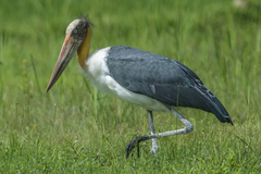 Leptoptilos javanicus