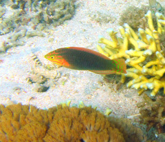 Halichoeres solorensis