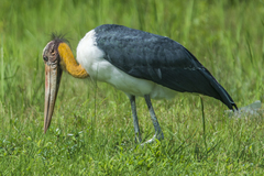 Leptoptilos javanicus