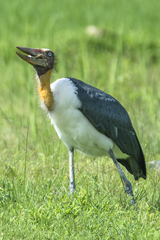 Leptoptilos javanicus