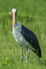 Leptoptilos javanicus