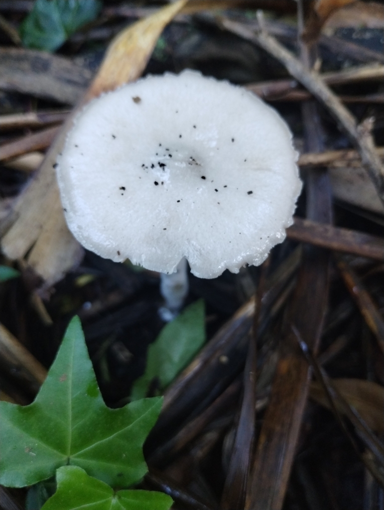 Volvopluteus gloiocephalus · May 2025 · photo: © notdoriangray (iNaturalist, cc-by)
