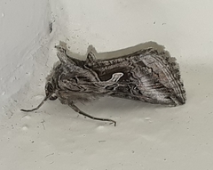 Cornutiplusia circumflexa