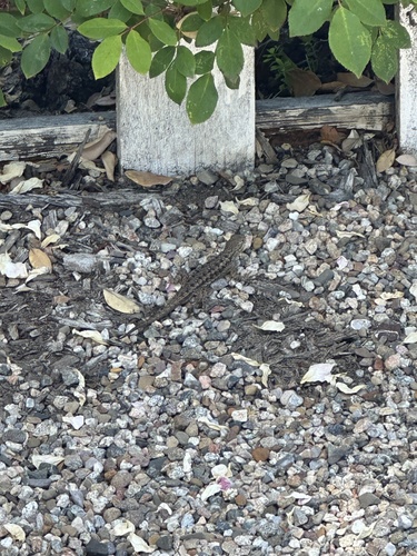 iNaturalist observation photo of Western Fence Lizard
