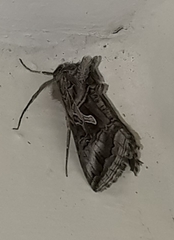 Cornutiplusia circumflexa