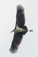 Leptoptilos javanicus