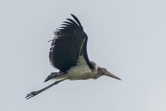 Leptoptilos javanicus