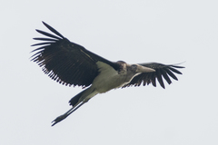 Leptoptilos javanicus