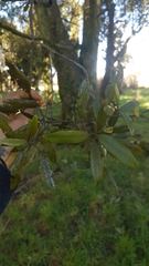 Nestegis cunninghamii