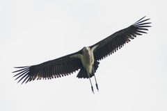 Leptoptilos javanicus