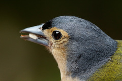 Madeira Chaffinch photo 2