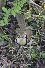 Pterorhinus pectoralis