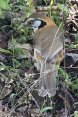 Pterorhinus pectoralis