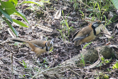 Pterorhinus pectoralis