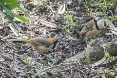 Pterorhinus pectoralis