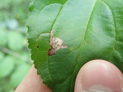 Stigmella rhamnicola
