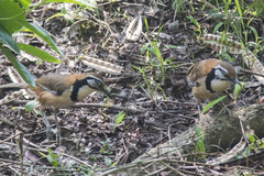 Pterorhinus pectoralis