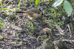 Pterorhinus pectoralis
