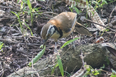 Pterorhinus pectoralis