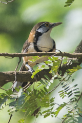 Pterorhinus pectoralis