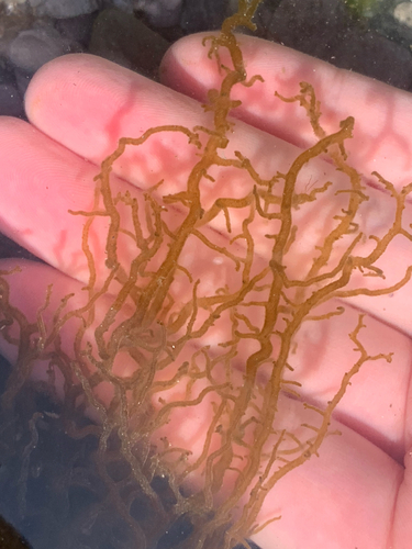 Mesogloia vermiculata observed 2025-05-18