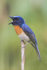 Cyornis rubeculoides