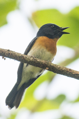 Cyornis rubeculoides