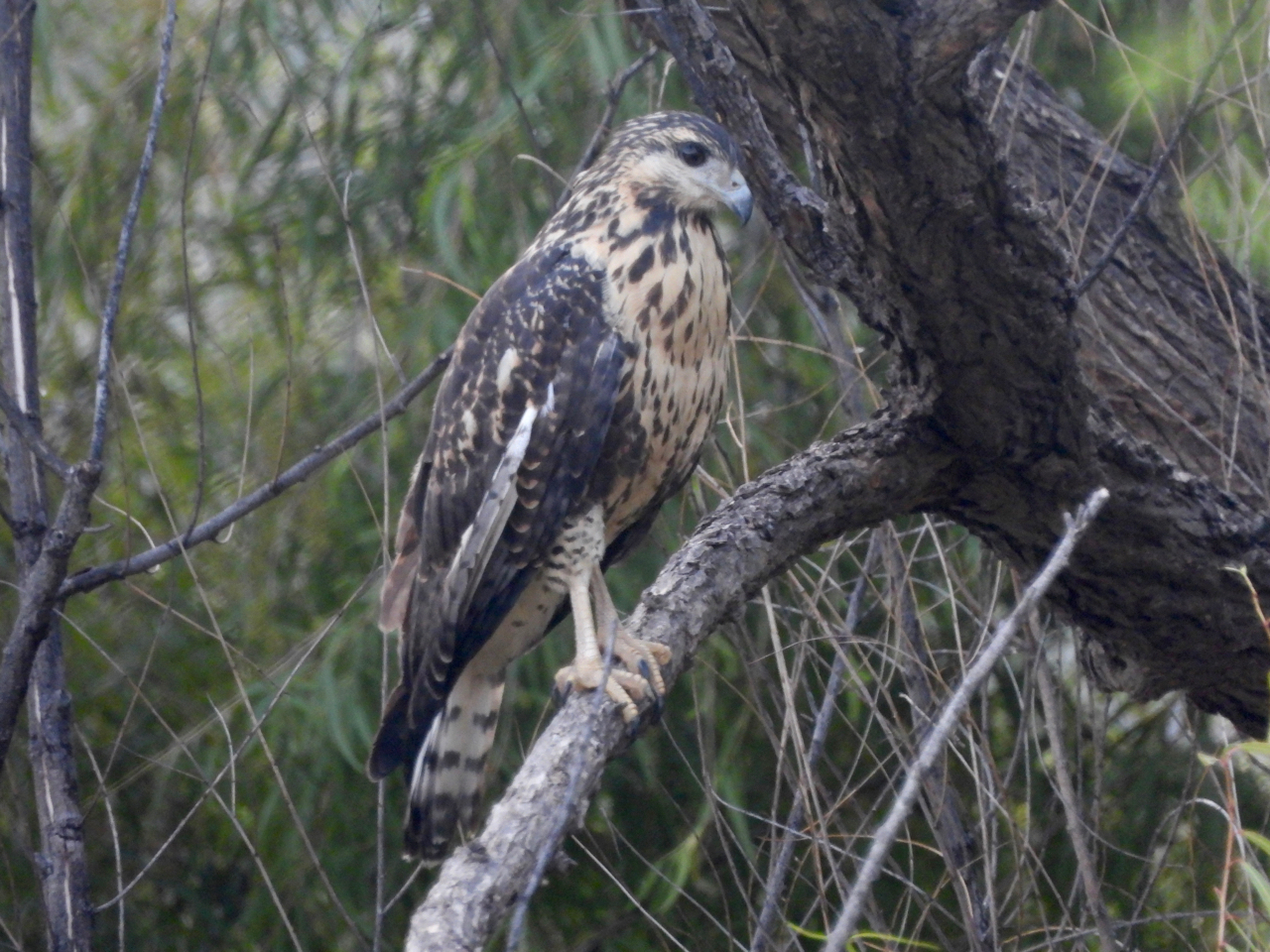 Grey Go-away-bird (Zambia birds) · iNaturalist