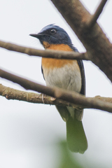 Cyornis rubeculoides