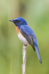 Cyornis rubeculoides