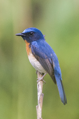 Cyornis rubeculoides