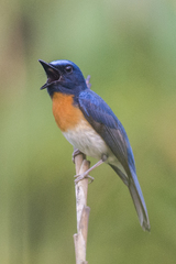 Cyornis rubeculoides