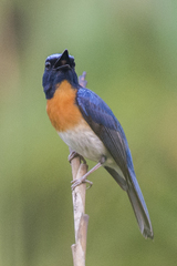 Cyornis rubeculoides