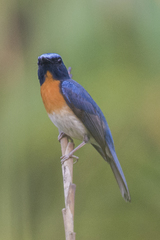 Cyornis rubeculoides