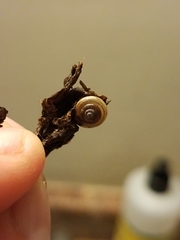 Gastrodontidae
